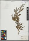 Foto von Salix alba subsp. alba L.